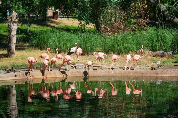 Flamingos drinking in a pond with their reflection — Stok fotoğraf