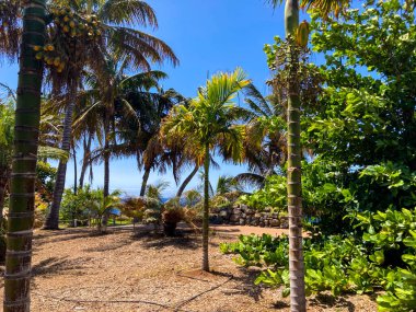 Puerto de la Cruz Botanik Şehir Parkı, Tenerife, Kanarya Adaları, İspanya