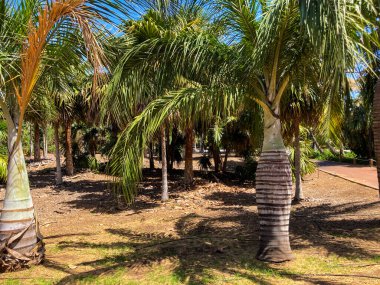 Puerto de la Cruz Botanik Şehir Parkı, Tenerife, Kanarya Adaları, İspanya