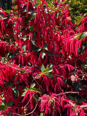 Puerto de la Cruz Botanik Şehir Parkı, Tenerife, Kanarya Adaları, İspanya