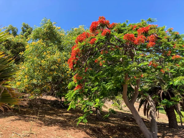 Botanical Tropical City Park Puerto Cruz Tenerife Canary Islands Spain — Stock Photo, Image