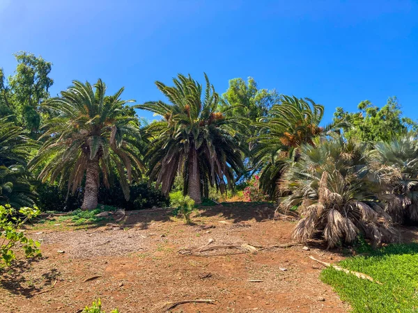 Botanical Tropical City Park Puerto Cruz Tenerife Canary Islands Spain — Stok fotoğraf