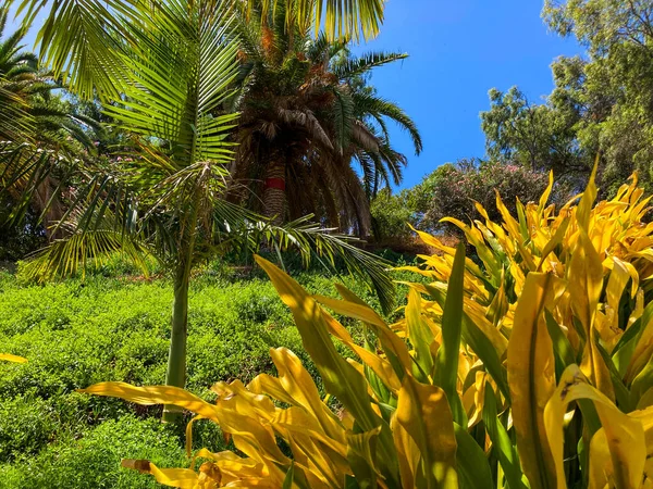 Botanical Tropical City Park Puerto Cruz Tenerife Canary Islands Spain — 图库照片