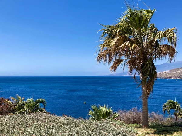 Botanical Tropical City Park Puerto Cruz Tenerife Canary Islands Spain — Stockfoto