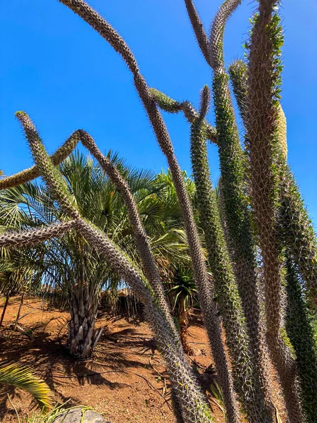 Puerto de la Cruz Botanik Şehir Parkı, Tenerife, Kanarya Adaları, İspanya