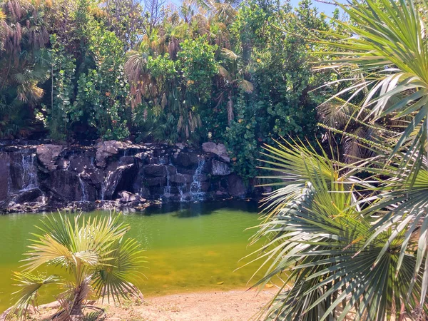 Botanical Tropical City Park Puerto Cruz Tenerife Canary Islands Spain — Foto Stock