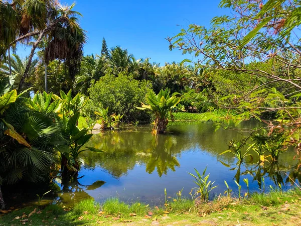 Puerto de la Cruz Botanik Şehir Parkı, Tenerife, Kanarya Adaları, İspanya