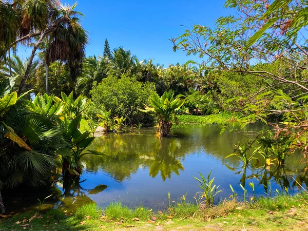 Botanical Tropical City Park Puerto Cruz Tenerife Canary Islands Spain Immagini Stock Royalty Free