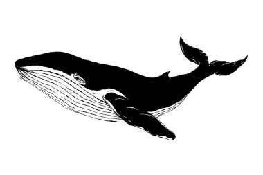 Balina Orka Balık Silueti El Çizim Vektörü İllüstrasyonu