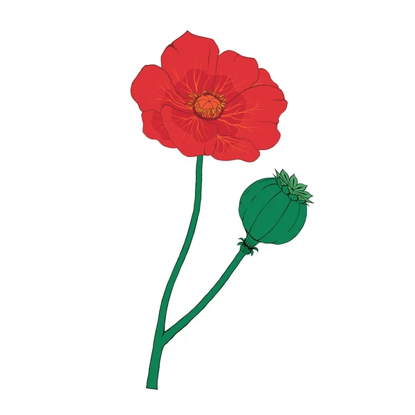 Poppy Flower Red Opium Plant — 图库矢量图片#