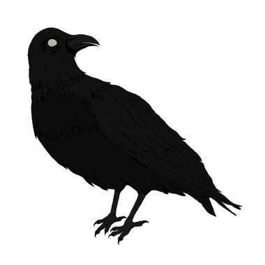 Raven Black Bird Dark