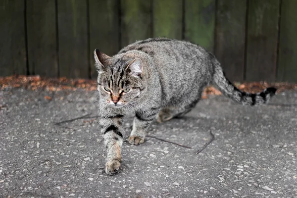 An angry cat walking to the camera