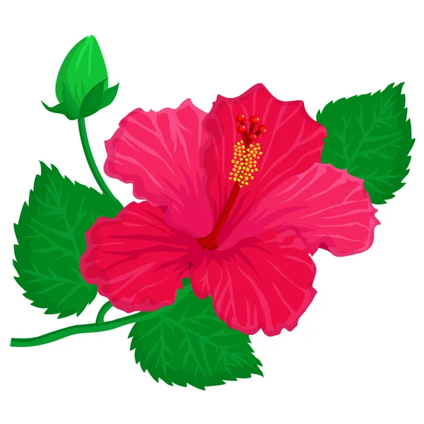 Hibiszkusz — Stock Vector