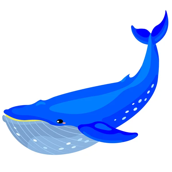 Blauwal — Stockvektor