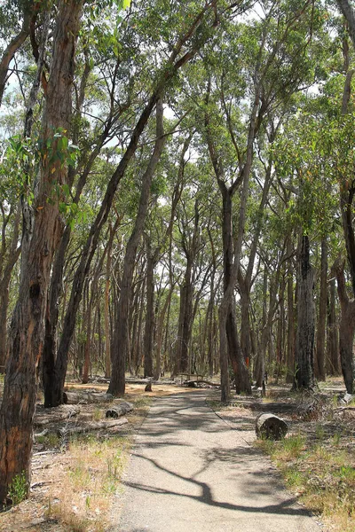 Alberi Boschivi Eucalipto Con Sentiero Parco Adelaide Australia — Foto Stock