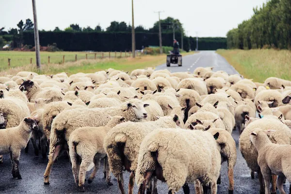Schafherden Versammelten Sich Auf Einer Straße Ashburton Neuseeland Aufgenommen Mit — Stockfoto