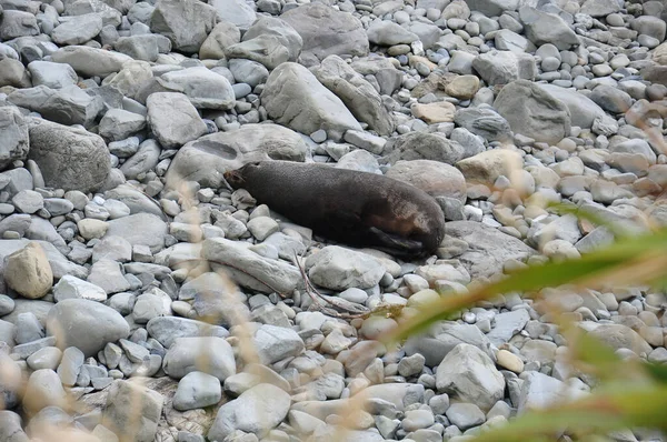 Sello Descansando Una Playa Rocosa Península Pasarela Seal Spotting Kaikoura — Foto de Stock