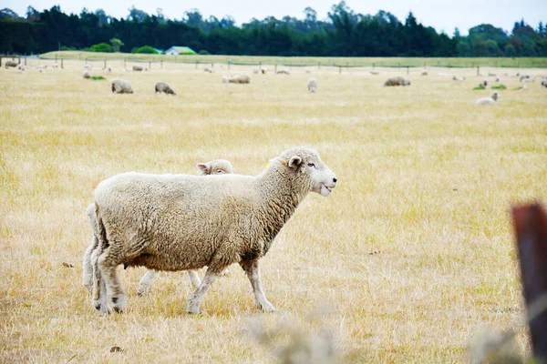 Ein Schaf Auf Einer Farm Südinsel Neuseeland Sommermorgen — Stockfoto