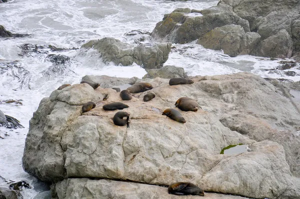 Colonia Seal Descansando Sobre Acantilado Rocoso Península Pasarela Seal Spotting — Foto de Stock