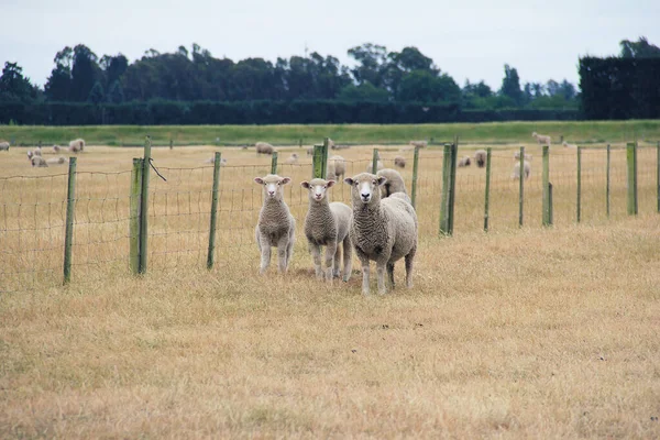 Eine Familie Von Schafen Auf Einer Farm Südinsel Neuseeland Sommermorgen — Stockfoto