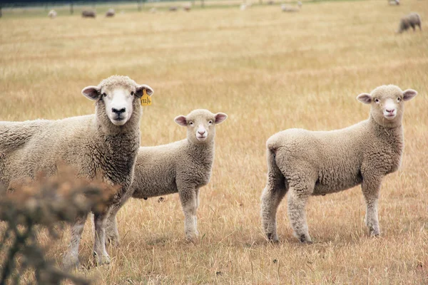 Eine Familie Von Schafen Auf Einer Farm Südinsel Neuseeland Sommermorgen — Stockfoto