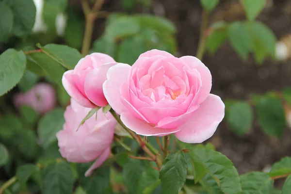 Baharın Sonlarında Bahçedeki Güzel Pembe Güller — Stok fotoğraf