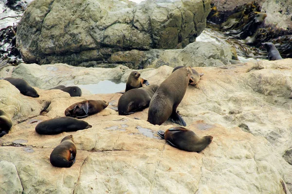 Seal Colony Resting Rocky Cliff Peninsula Walkway Seal Spotting Kaikoura — Stock Photo, Image