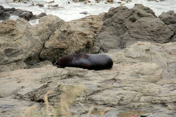 ニュージーランドのカイコラにある半島ウォークウェイシールの岩のビーチで休んでいる男性のシール — ストック写真