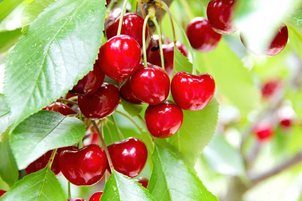 Närbild Färska Röda Körsbär Som Hänger Körsbärsträd Fruktträdgård — Stockfoto