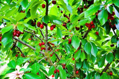 Meyve bahçesindeki kiraz ağaçlarında asılı taze kırmızı kirazlar.