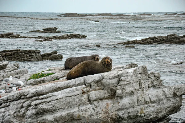 View Seal Colony Resting Rocky Cliff Peninsula Walkway Seal Spotting — Foto de Stock