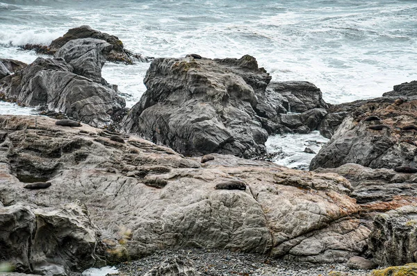 Vista Colonia Focas Descansando Sobre Acantilado Rocoso Península Walkway Seal — Foto de Stock