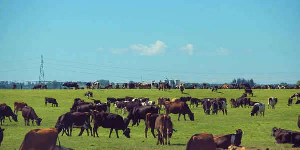 Eine Rinderfarm Südinsel Neuseeland — Stockfoto