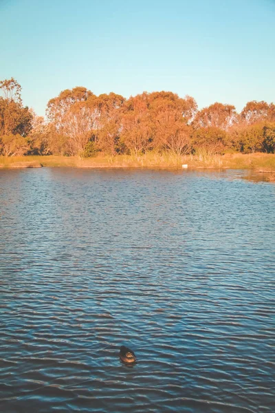 Vacker Lugn Sjö Bunbury Västra Australien — Stockfoto