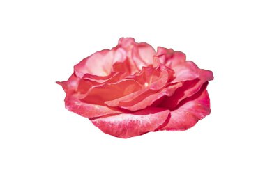 İskoçya 'nın koyu pembe Melez Çay Gururu çiçekleri. Beyazda izole edilmiş