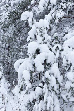 Kışın ağaçların arasında karla kaplı bir orman. Yüksek kaliteli fotoğraf.
