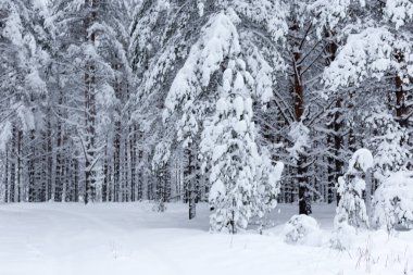 Kışın ağaçların arasında karla kaplı bir orman. Yüksek kaliteli fotoğraf.