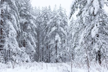 Kış ağaçlarının ormanları karla kaplıdır.