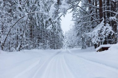 Kış ağaçlarının ormanları karla kaplıdır.