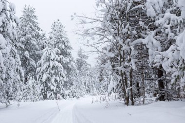 Kış ağaçlarının ormanları karla kaplıdır.