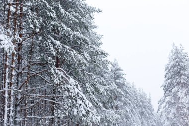 Kış ağaçlarının ormanları karla kaplıdır.
