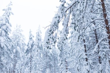 Kış ağaçlarının ormanları karla kaplıdır.