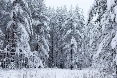 Kış ağaçlarının ormanları karla kaplıdır.