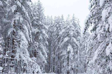Kış ağaçlarının ormanları karla kaplıdır.