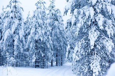 Kış ağaçlarının ormanları karla kaplıdır.