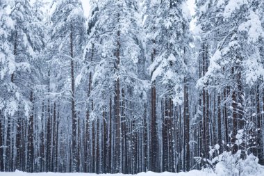Kış ağaçlarının ormanları karla kaplıdır.