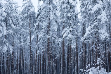 Kış ağaçlarının ormanları karla kaplıdır.