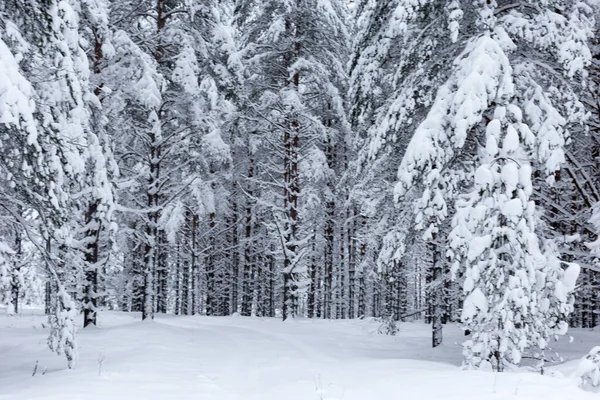 Kışın ağaçların arasında karla kaplı bir orman. Yüksek kaliteli fotoğraf.