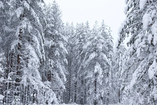 Kış ağaçlarının ormanları karla kaplıdır.