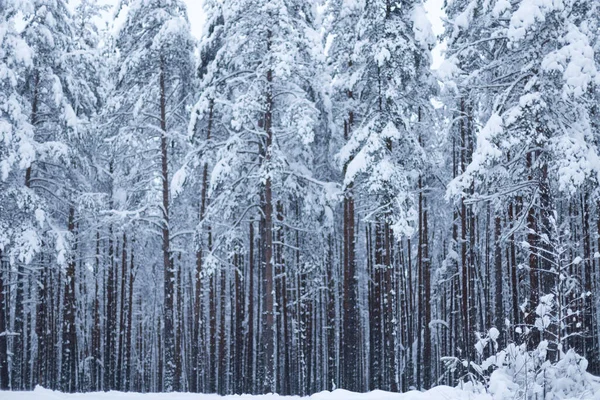 Kış ağaçlarının ormanları karla kaplıdır.
